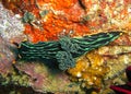 Seaslug or Nudibranch (Nembrotha Kubaryana) in the filipino sea 3.1.2012 Royalty Free Stock Photo