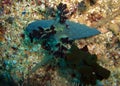 Seaslug or Nudibranch (Nembrotha Milleri) in the filipino sea 3.1.2012 Royalty Free Stock Photo