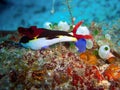 Seaslug or Nudibranch (Nembrotha Purpureo Lineata) in the filipino sea 29.10.2011 Royalty Free Stock Photo