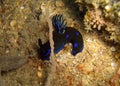 Seaslug or Nudibranch (Tambja Morosa) in the filipino sea 6.1.2012 Royalty Free Stock Photo