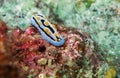 Seaslug in the sea waters of the Anambas Islands, Indonesia Royalty Free Stock Photo