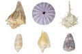 Seasnails on white background Royalty Free Stock Photo