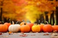 Season autumn fall harvest time tradition offer holiday many diversity fresh orange pumpkins Halloween Thanksgiving Royalty Free Stock Photo