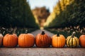 Season autumn fall harvest time tradition offer holiday many diversity fresh orange pumpkins Halloween Thanksgiving Royalty Free Stock Photo