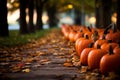 Season autumn fall harvest time tradition offer holiday many diversity fresh orange pumpkins Halloween Thanksgiving Royalty Free Stock Photo