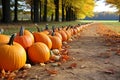 Season autumn fall harvest time tradition offer holiday many diversity fresh orange pumpkins Halloween Thanksgiving Royalty Free Stock Photo