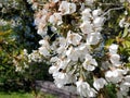 A Season of Blossoms Royalty Free Stock Photo