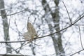 The last dry and yellow leaf on tree and falling snow.Season change in UK woodland Royalty Free Stock Photo