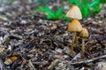 Season in the forest white dunce cap mushrooms in macro closeup forest background