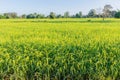 The season of the grain, mature reproductive stage of green paddy rice field in the morning Royalty Free Stock Photo