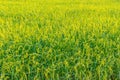 The season of the grain, mature reproductive stage of green paddy rice field in the morning Royalty Free Stock Photo