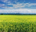 The season of the grain, mature reproductive stage of green paddy rice field with mountain view, beautiful sky, and cloud in Royalty Free Stock Photo