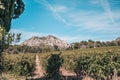 Season of grape harvest in vineyards of Provence