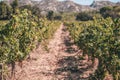 Season of grape harvest in vineyards of Provence