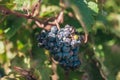 Season of grape harvest in vineyards of Provence