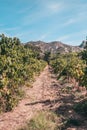 Season of grape harvest in vineyards of Provence