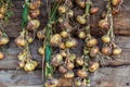 Season of harvest, plaited onions dried on a background of woode Royalty Free Stock Photo