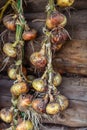 Season of harvest, plaited onions dried on a background of woode Royalty Free Stock Photo