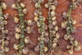 Season of harvest, plaited onions on a rusty background, braided Royalty Free Stock Photo