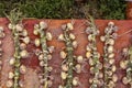 Season of harvest, plaited onions on a rusty background, braided Royalty Free Stock Photo