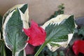 The green hosta leaves in autumn and some red leaves of wild wine