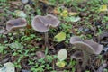 Season mushrooms. Wild tricholoma portentosum growing rows on forest floor.