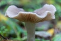 Season mushrooms. Wild tricholoma portentosum growing rows on forest floor.