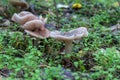 Season mushrooms. Wild tricholoma portentosum growing rows on forest floor.