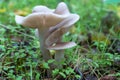 Season mushrooms. Wild tricholoma portentosum growing rows on forest floor.