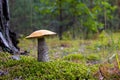 Season orange cap mushroom grow in wood Royalty Free Stock Photo