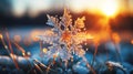 Season\'s greetings: close up snowflake in frosty weather