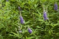 Season`s vitex agnus-castus blooming summer