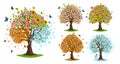 Season trees. Spring, summer, autumn and winter tree. Blooming, fallen leaves and snowy branches vector illustration set Royalty Free Stock Photo