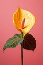 Abstract nature background yellow green bloom calla pink tropical plant flower bud close-up