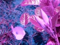 Seasonable purple color flower plant presented