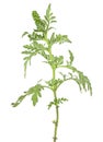 Seasonal allergy - branch of ragweed plant isolated on white background. Ambrosia genus. Common Ragweed. Ambrosia artemisiifolia Royalty Free Stock Photo