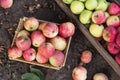 Seasonal Apple in garden close up. Freshly harvested colorful apples in wooden box and basket on ground, top view Royalty Free Stock Photo