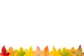 Seasonal arrangement of withering leaves bottom line frame Royalty Free Stock Photo