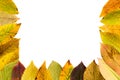 Seasonal arrangement of withering leaves half frame Royalty Free Stock Photo