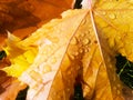 Seasonal, autumn background of colorful leaves and raindrops Royalty Free Stock Photo