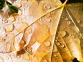 Seasonal, autumn background of colorful leaves and raindrops Royalty Free Stock Photo