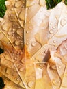 Seasonal, autumn background of colorful leaves and raindrops Royalty Free Stock Photo