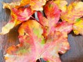 Seasonal, autumn background of colorful leaves.Seasonal, autumn background of colorful leaves, beautiful November. Royalty Free Stock Photo