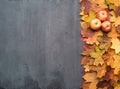 Seasonal autumn background. Frame of colorful maple leaves and apples. Royalty Free Stock Photo