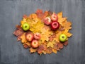 Seasonal autumn background. Frame of colorful maple leaves and apples over grey. Royalty Free Stock Photo