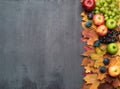 Seasonal autumn background. Frame of colorful maple leaves, grapes, peaches, nectarines, plums and apples. Royalty Free Stock Photo