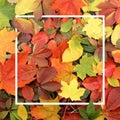 Seasonal autumn background. Frame of colorful maple leaves. Royalty Free Stock Photo