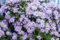 Seasonal autumnal flowers