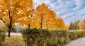 Seasonal background with Maples and birch trees