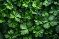 the seasonal beauty of cilantro parsley Royalty Free Stock Photo